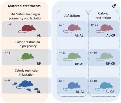 Perinatal Food Deprivation Modifies the Caloric Restriction Response in Adult Mice Through Sirt1